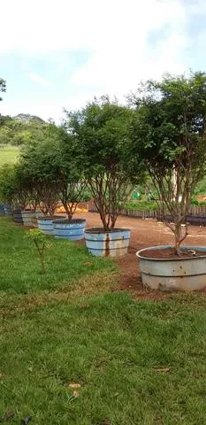 Mudas de jabuticabas sabará