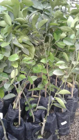 Frutíferas- laranja, pokan, limão taiti, etc. c Frutos-Grama preço baixo-Montamos pomar