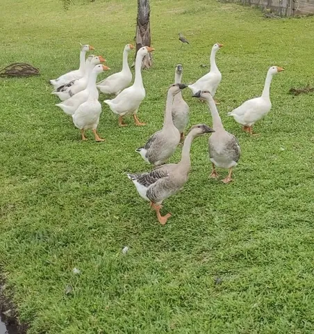 Vendo gansos raça chileno (sinaleiro)