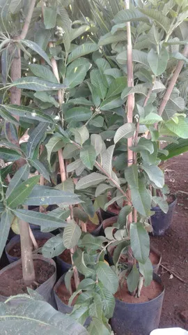  limão galego, rosa, taiti, pokan, jabuticaba,goiaba com Frutos-Coco anão Produzindo