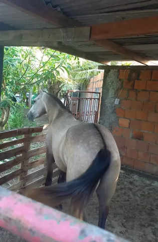 Cavalo mestiço (quarto de milha + manga larga) 