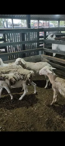 Ovelhas white dorper