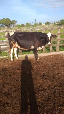 Vaca Holandesa 7/8