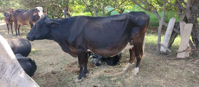2 vacas leite a venda!