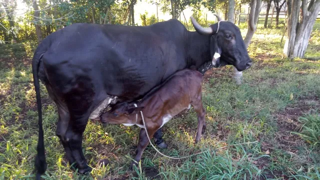 venda de vacas, terneiras e novilhas