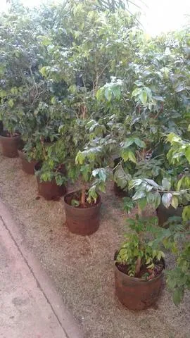 Montamos pomar chacará e fazenda, muitas frutíferas produzindo- grama e mudas eucalipto