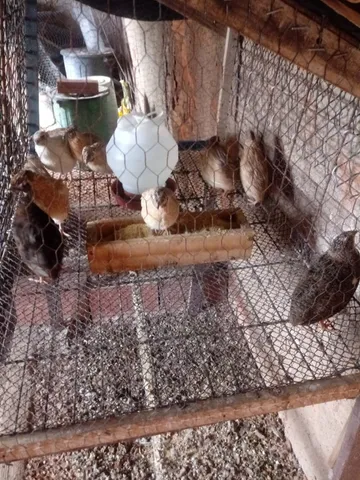 Codorna Gigante Macho