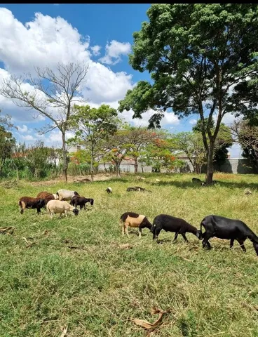 Vendo carneiros no Kilo