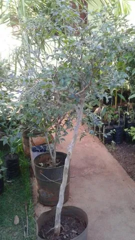  Frutíferas com Frutos-limão,ponkan,laranja,goiaba-Montamos e adubamos pomar chacará .