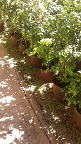 Produtor de Frutíferas produzindo, limão,ponkan e muito mais-montamos e adubamos pomar