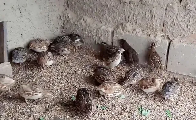 Vendo codornas