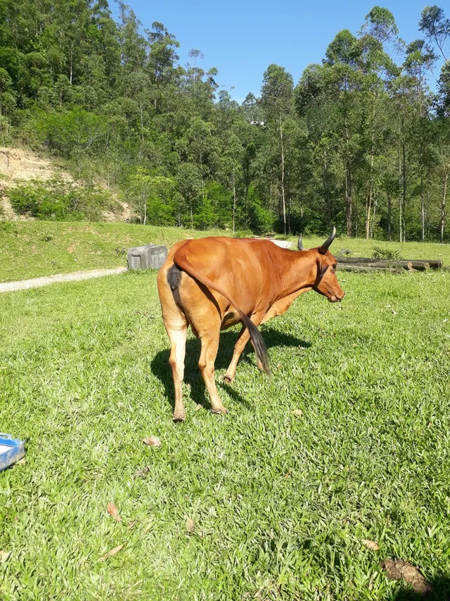 Vaca prenha