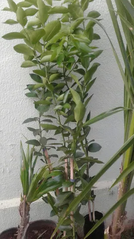 Viveiro limão galego, taiti, pokan, laranja com frutos-Grama promoção-Montamos seu Pomar