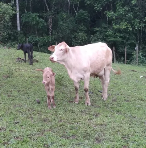 Vaca com terneira ao pé