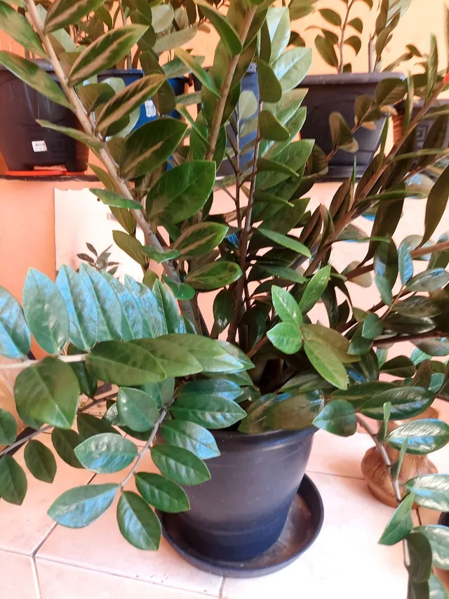 Zamiculcas 