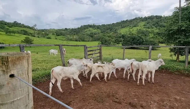 10 vacas paridas a venda 