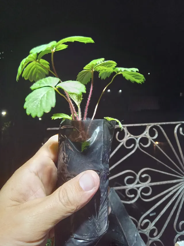 Mudas de Morango 