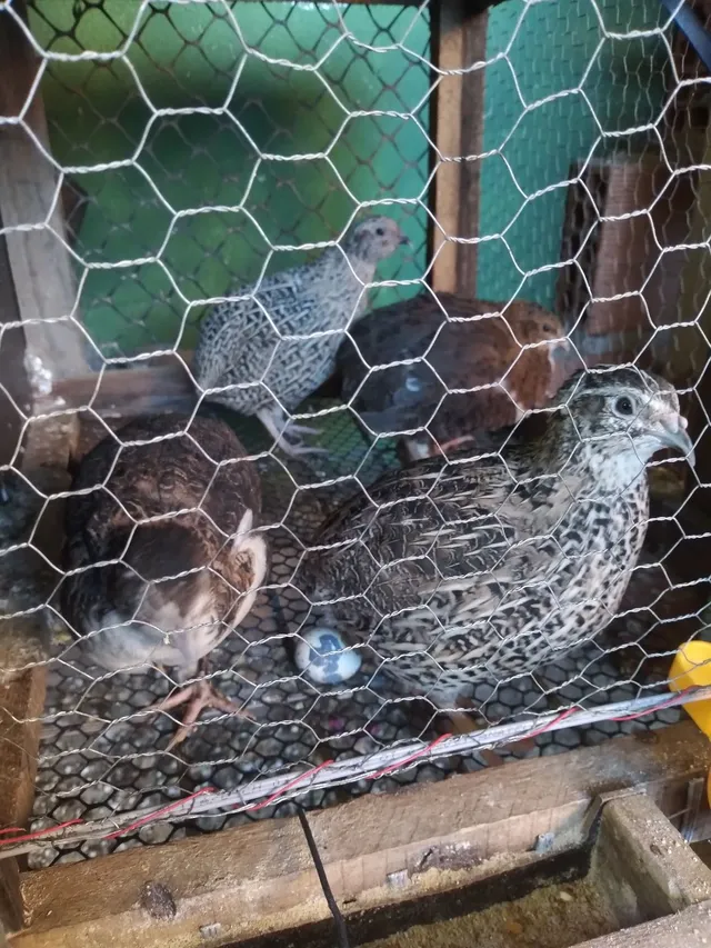 Ovos de codornas galados