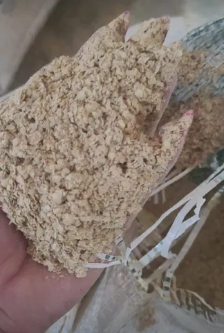 Casquinha de Soja