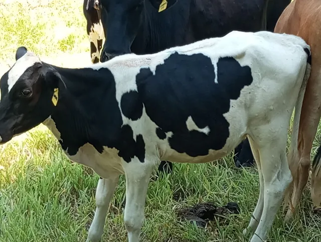 Novilha girolando 
