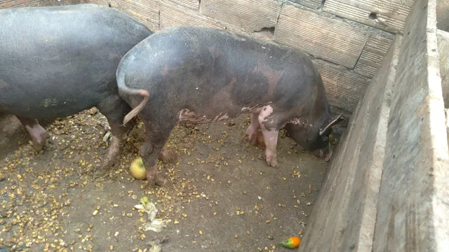 Vende se porcos caipira para natal