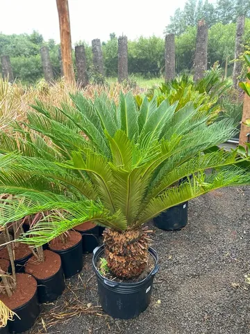 Palmeira cica 