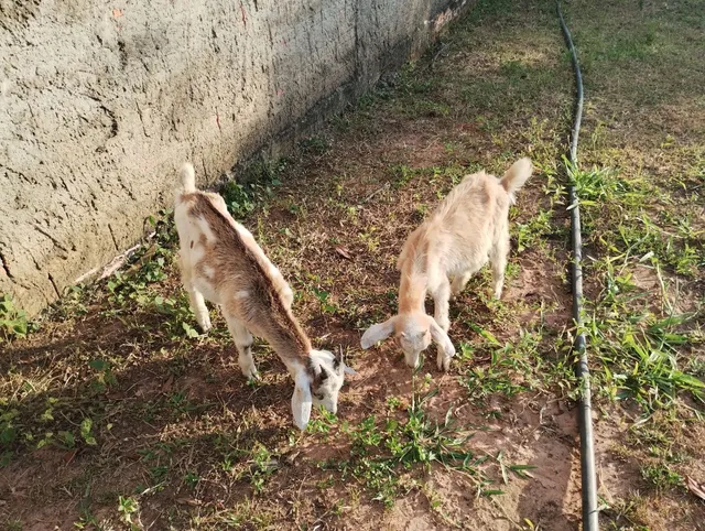 Casal de cabrito...