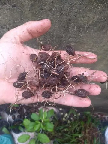 Sementes germinadas do raro ajuru negro