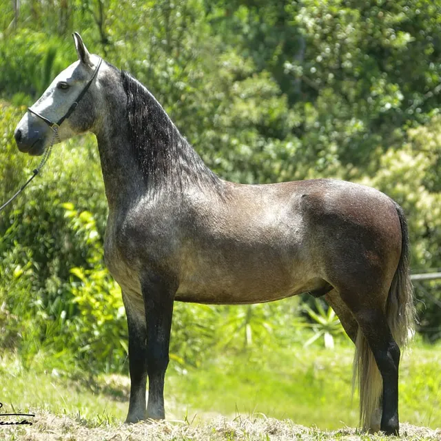 Venda de cavalos 