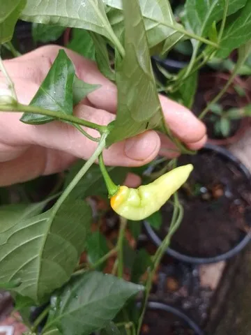 Pimenta murupi. Pimenta aromatica da Amazonia