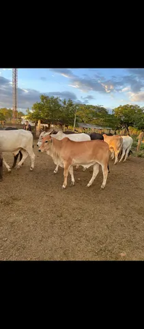 Garrotes, garrotes e vacas