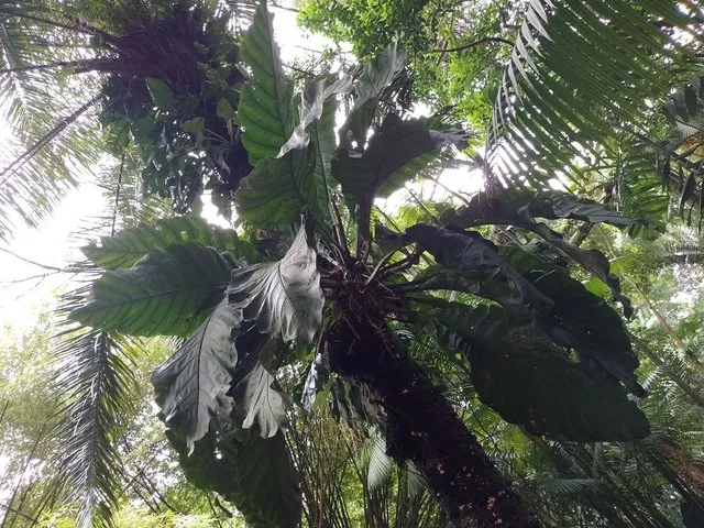 Anthurium amazonico gigante( Anthurium plowmanii) 
