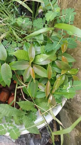 Mudas de Amapá, Andiroba, acapu