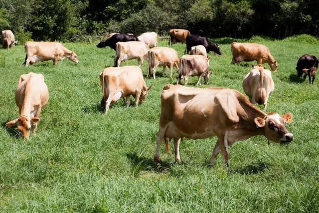 Lote de Bezerra, Novilhas vacas