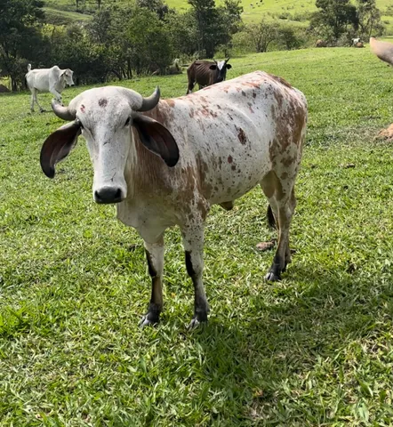 Novilhas 