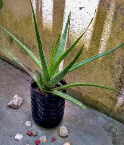 Babosa Aloe