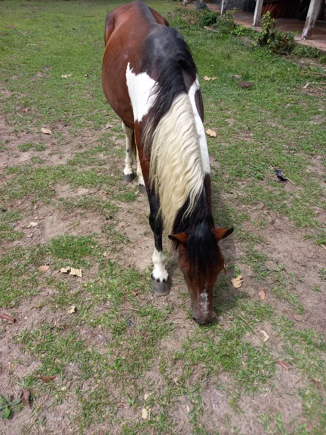 Vendo cavalos pampa. 