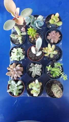 Suculentas e cactos