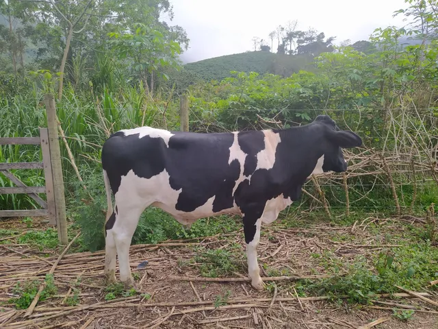 Novilha Prenha 