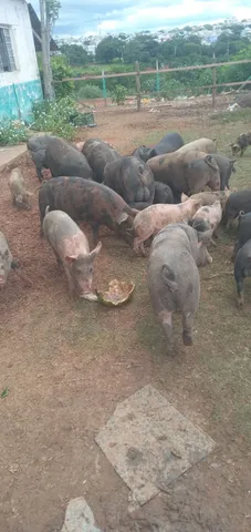 Vende se carne de porco ? leitoa s
