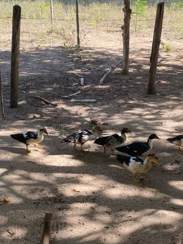 Patos de Raça Gamelão