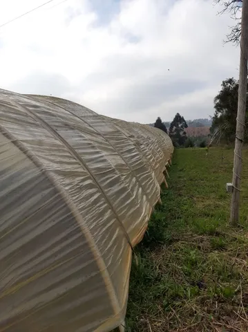 ESTUFA TÚNEL ALTO
