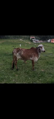 Novilhas gir