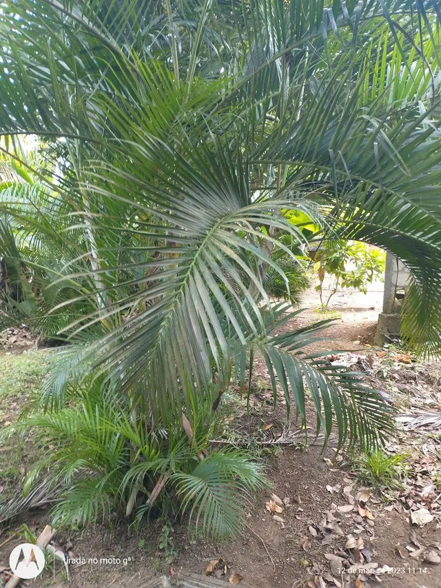 Palmeira areca bambuu