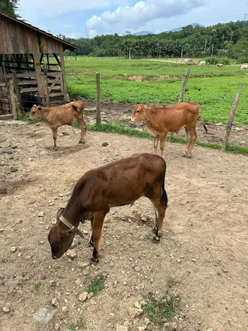 Terneiros desmamados (Nelore / Angus / Cruzados)