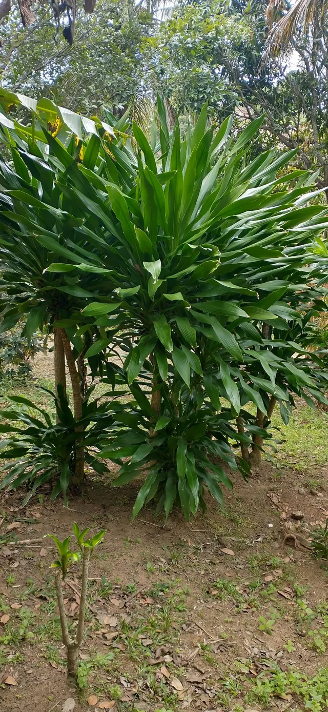Pau daguaa
