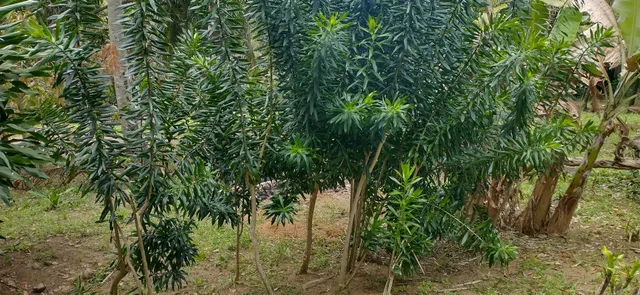 Pleomele verde