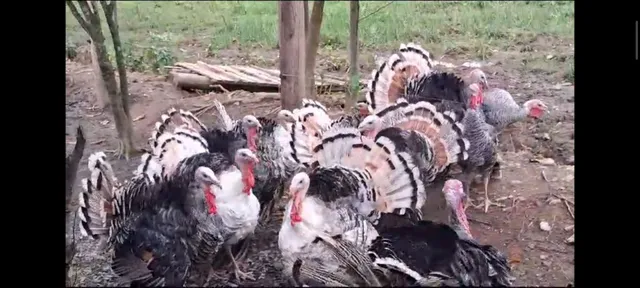 Peru engordando para natal