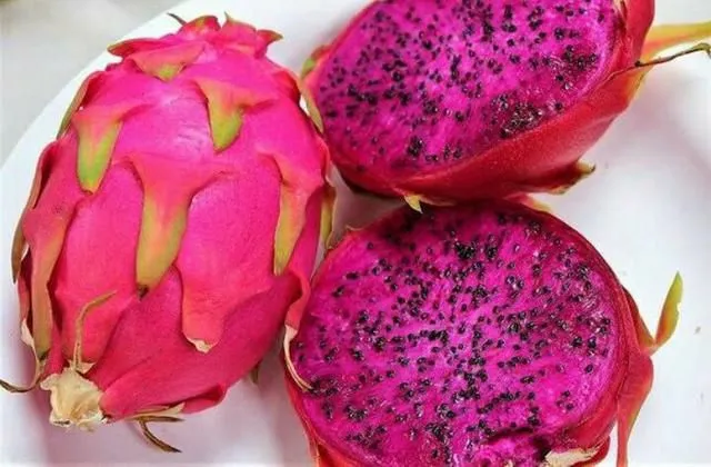 Mudas de Pitaya Vermelha