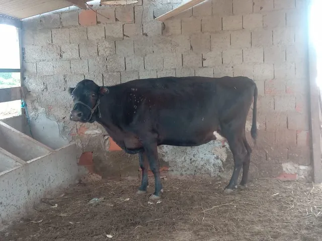 Vacas de leite 